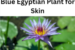 Blue Egyptian Plant for Skin