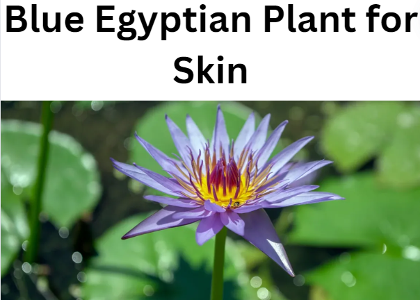 Blue Egyptian Plant for Skin